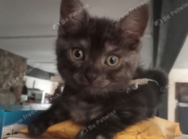 Black smoke Maine Coon X kittens. 2 boys 3 girls