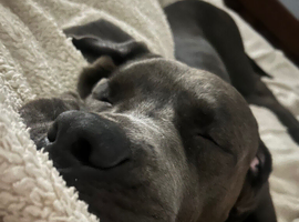 Female CaneCorso