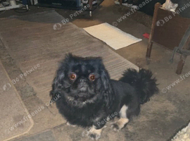 Black & Fawn 19 month old Pekingese