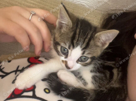 2 kittens 1 male 1 female