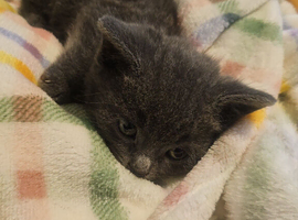 9 weeks old pair of kittens