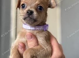 DACHSHUND X FRENCHIE