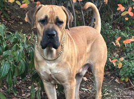 Beautiful (rare) fawn cane corso