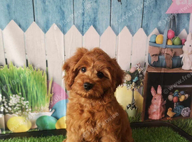 Cavapoo