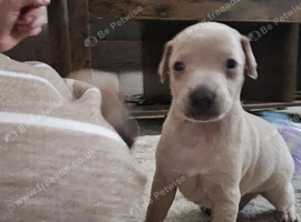 BEAUTIFUL ITALIAN GREYHOUND PUPPIES