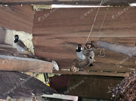 1 pair bulbul for sale