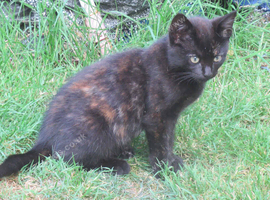PRETTY FARM REARED TORTOISESHELL KITTEN