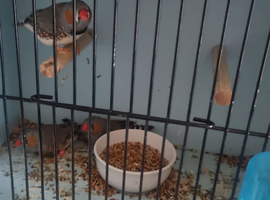 3 zabra finches cock
