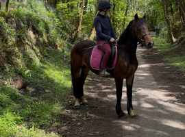 14.2H - 4Yo - Reg Sec D - Bay - Mare