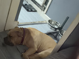Standard American bully