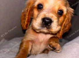 Cocker spaniel puppies