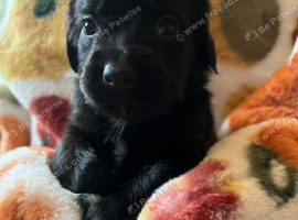 Cockerspaniel x Rottweiler