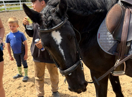 Super 14hh pony