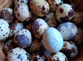 15 Coturnix Quail Hatching eggs