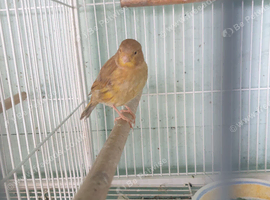 X2 lovely coloured canaries