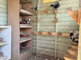 Tumbler pigeons