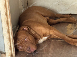 Dogue de Bordeaux cross springer