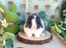️ PUREBRED QUALITY MINI LOP BABIES ️