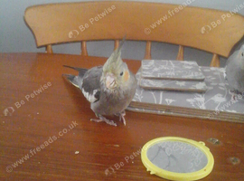 baby cockatiel tame