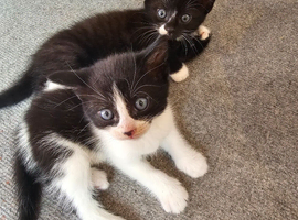 Kittens for sale