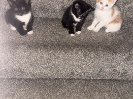 3 kittens