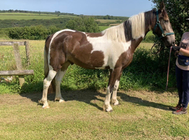 Buckskin beautiful gelding
