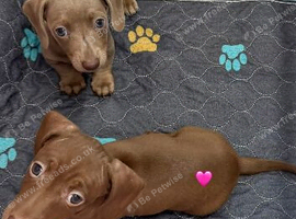 Beautiful dachshunds