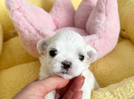 Exceptional Full Korean Maltese Puppies