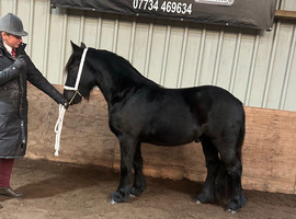 3 yo fell pony gelding