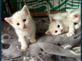 Kittens