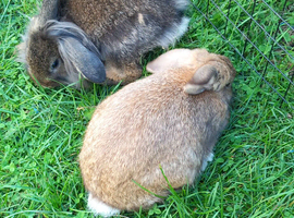 Lion head bunnies