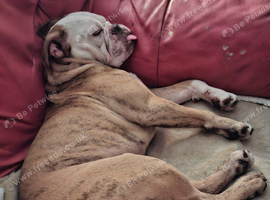 Loving boy seeks forever home