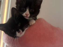 Two beautiful girlys