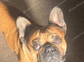 Male frenchie