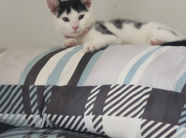 6 month old kitten needs a loving home