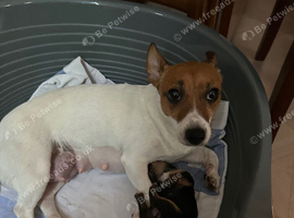 Jack Russel & miniature Pinscher