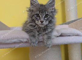 TICA Registered Maine Coon Kittens