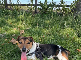 Jack Russell