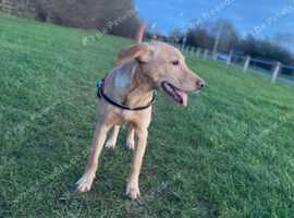 Looking for male labrador to match my female dog