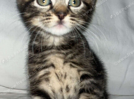 5 beautiful kittens