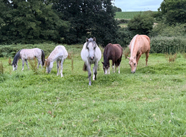 3 Unregistered Fillies - very well handled yearlings