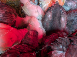 Chicks silkie crosses for sale