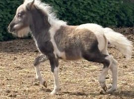 Silver dapple colt