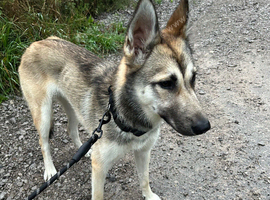 Belgian mallinois x Siberian husky
