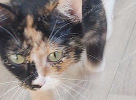 Gorgeous mixed moggy