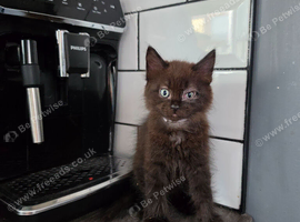 Russian Blue x Main Coon cross kittens
