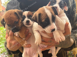 **READY NOW WE NOW ONLY HAVE 4 AVAILABLE ** 5 adorable 8 week old puppies