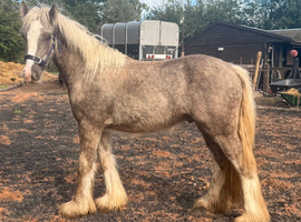 Silver dapple colt