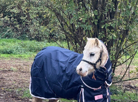 11hh companion pony (Magic) available for permanent loan