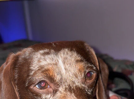 Merle dachshund